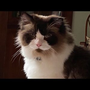 Meet your Posher, Denise